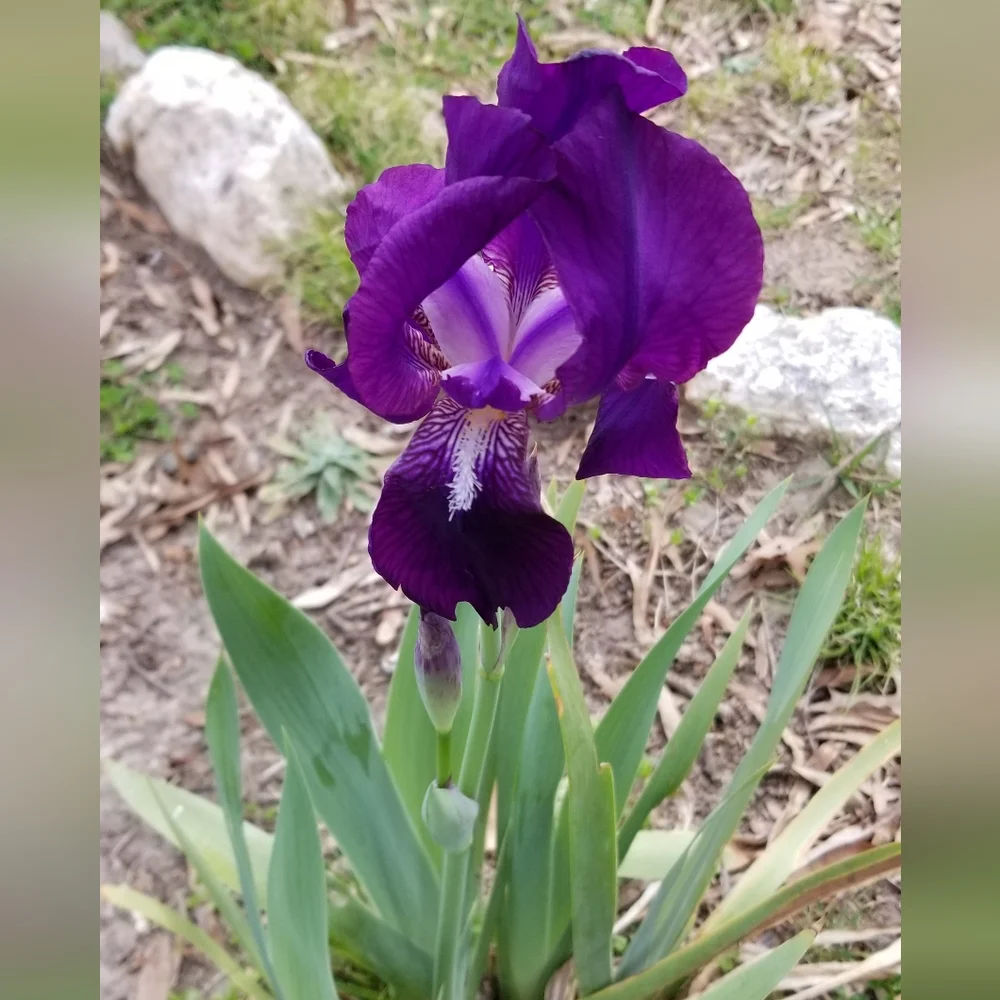5 for 15$ Bearded Iris Rhizomes - Purple - Picture 1 of 14